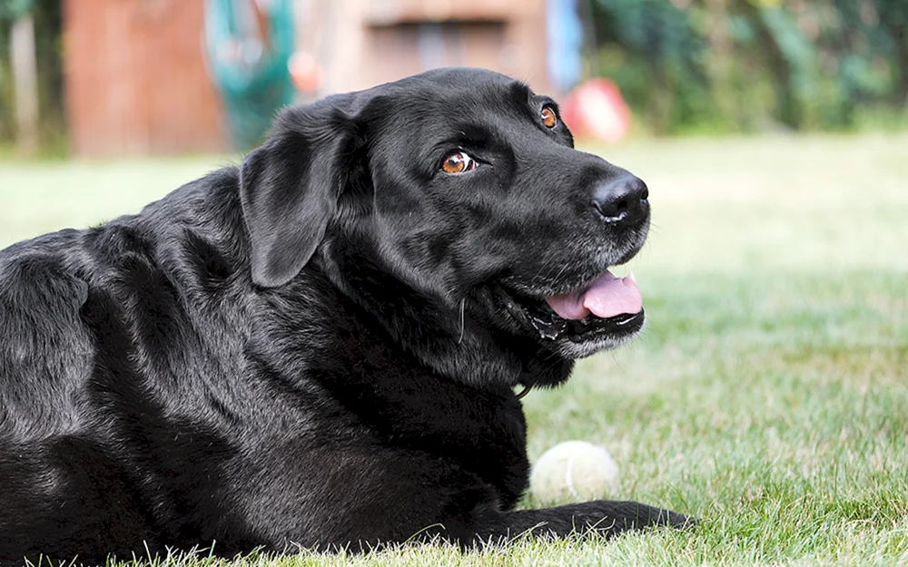 Labrador schwarz