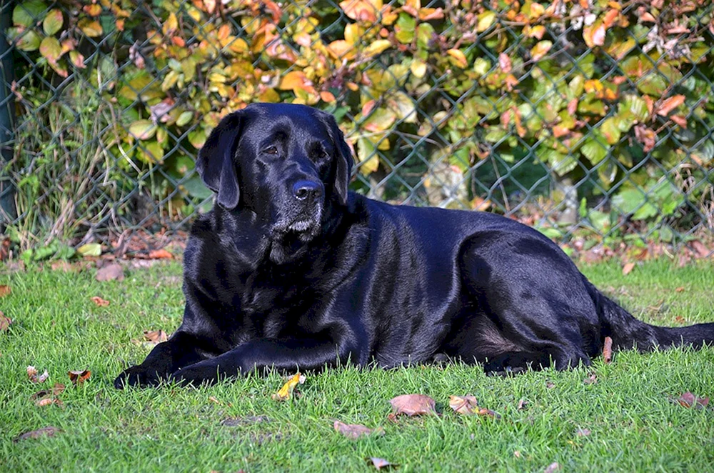 Labrador schwarz