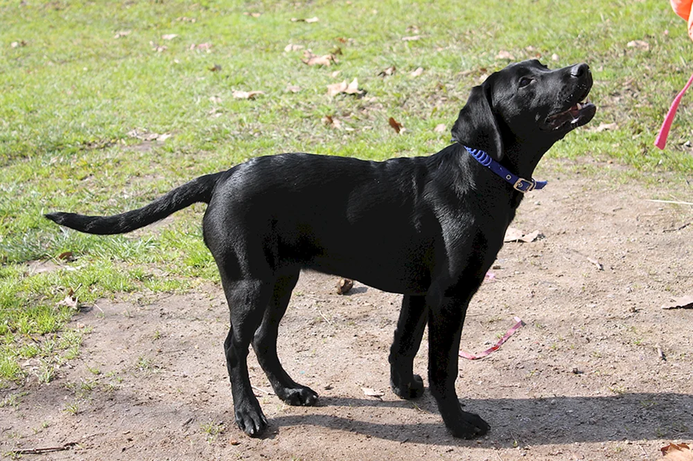 Labrador Retriever schwarz