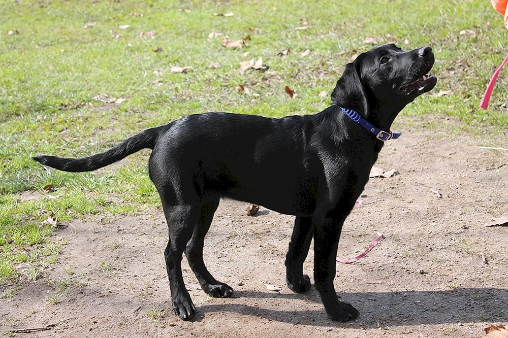 Labrador schwarz