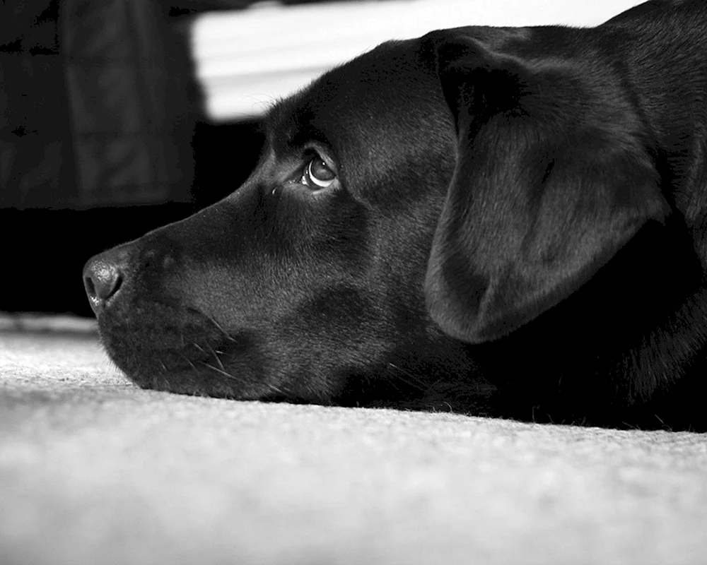 Labrador schwarz