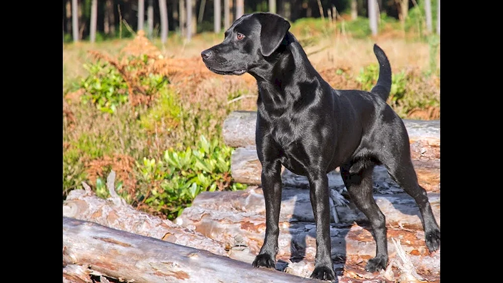 Labrador schwarz