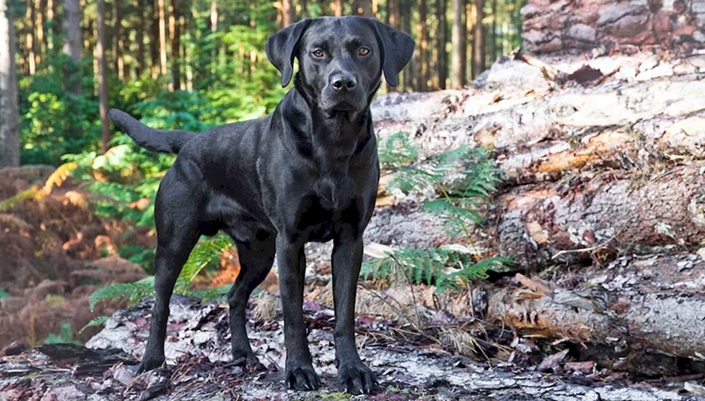 Labrador schwarz