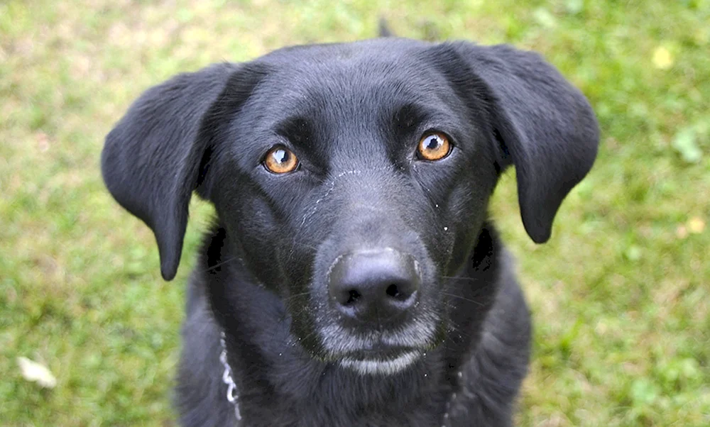 Labrador schwarz