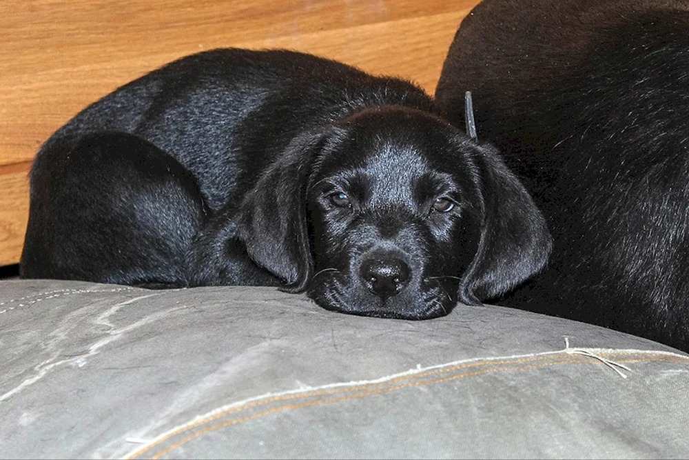 Labrador schwarz