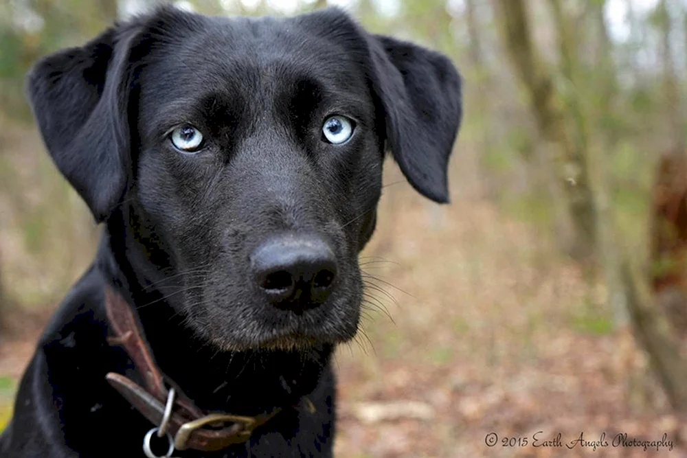 Weimaraner Blau