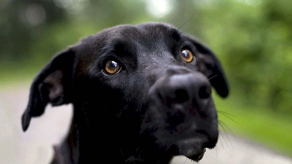 Labrador schwarz