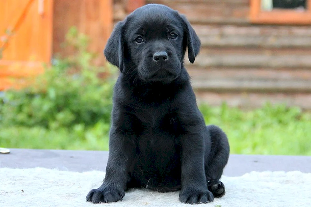 Labrador schwarz
