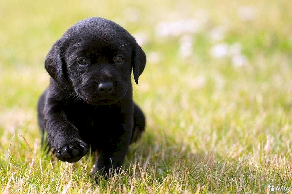 Labrador schwarz