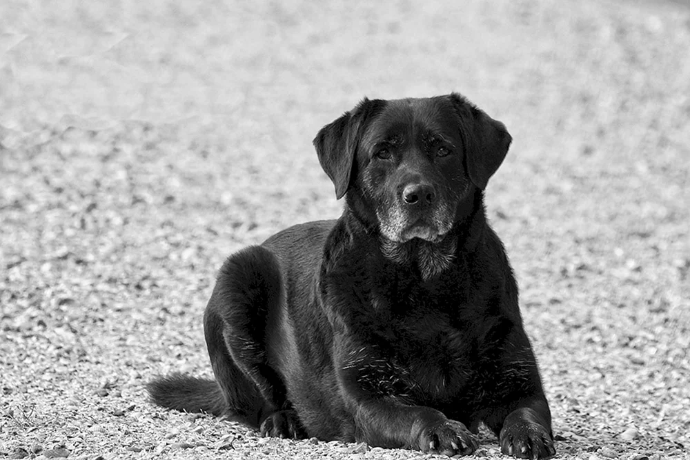 Labrador schwarz
