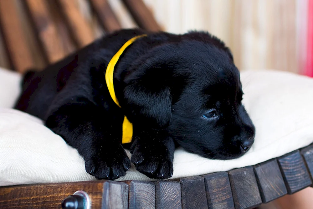 Schwarze Labrador Kätzchen