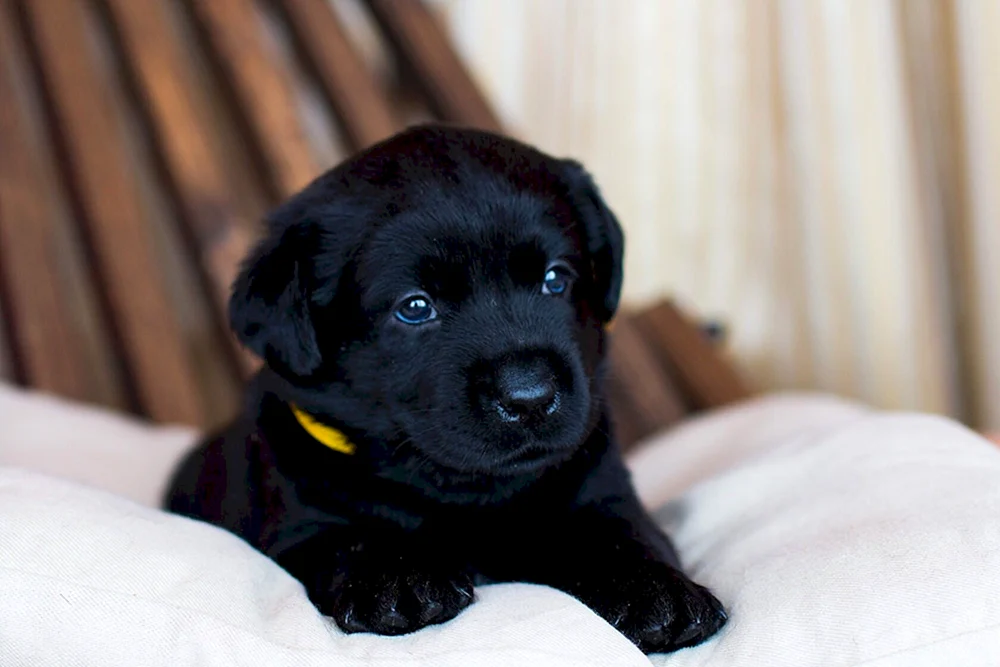 Schwarze Deutsche Schäferhund Welpen