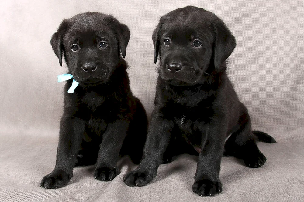 Labrador schwarz