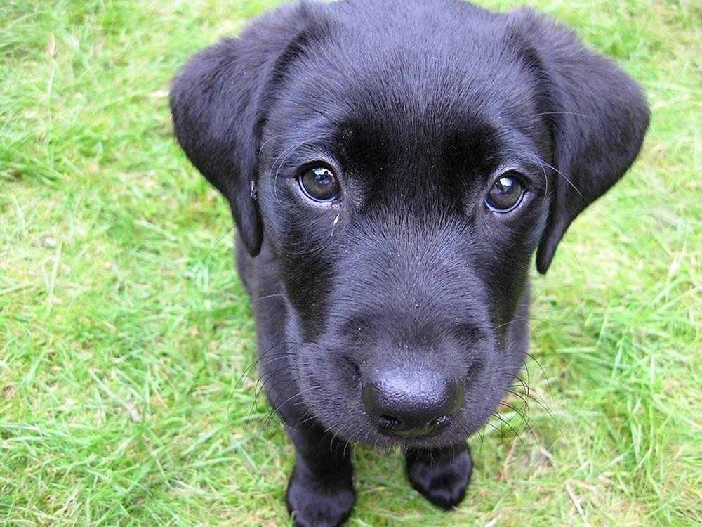 Labrador schwarz