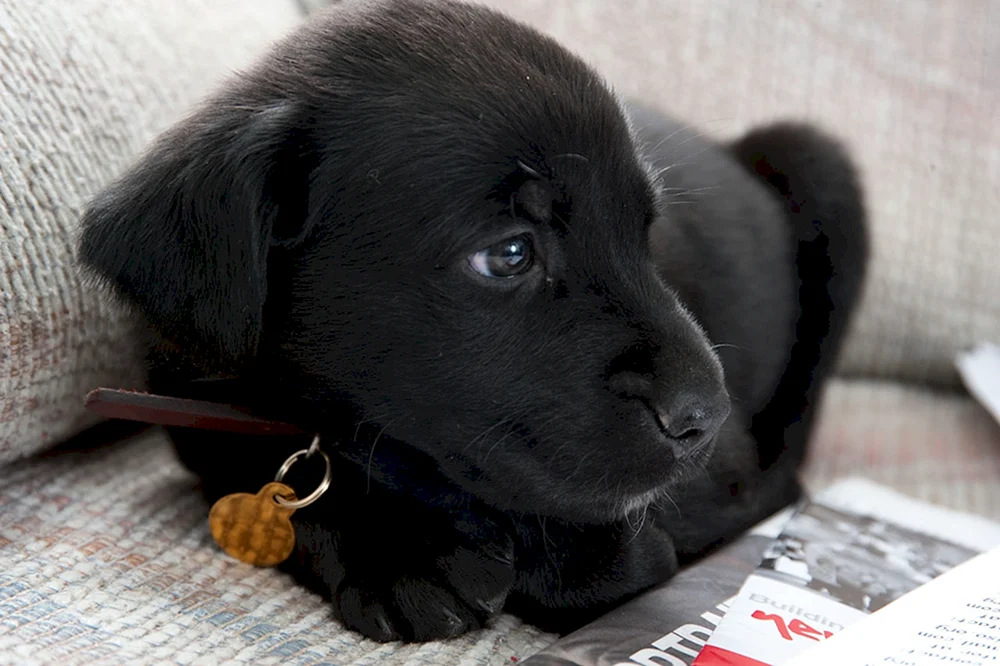 Labrador schwarz