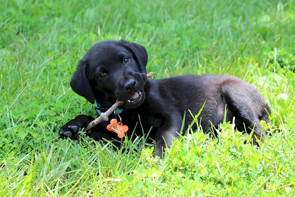 Labrador schwarz