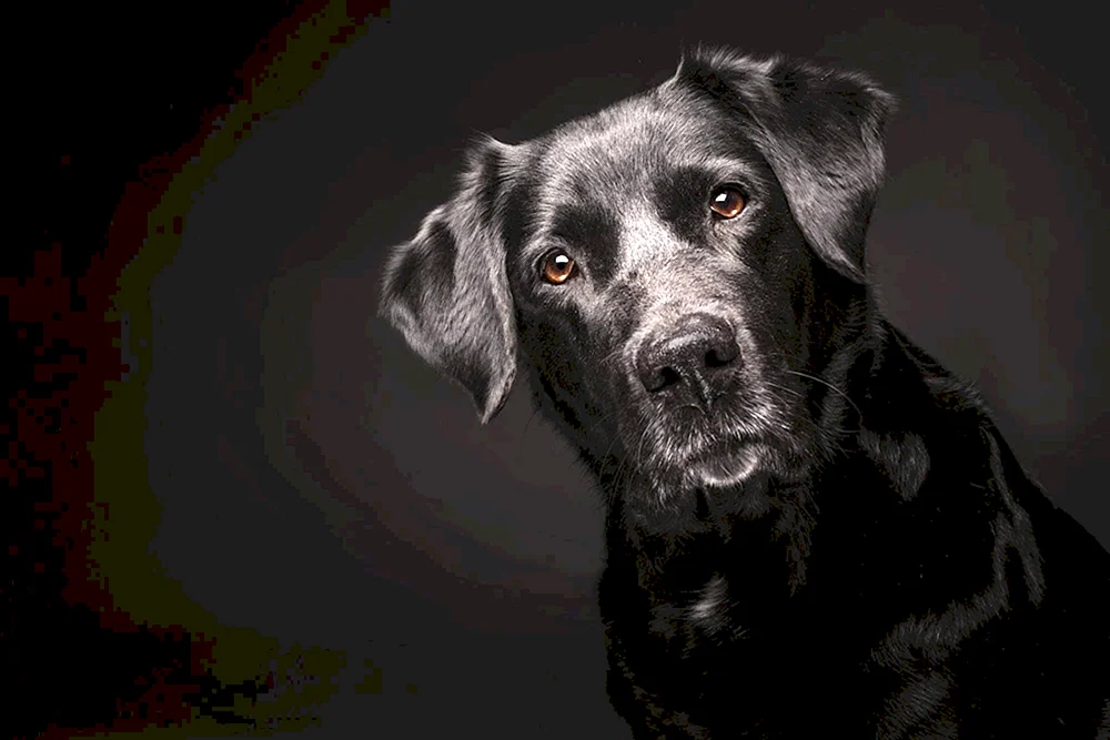 Labrador schwarz