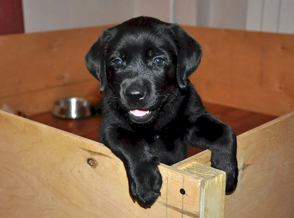 Labrador schwarz