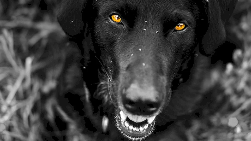 Labrador schwarz