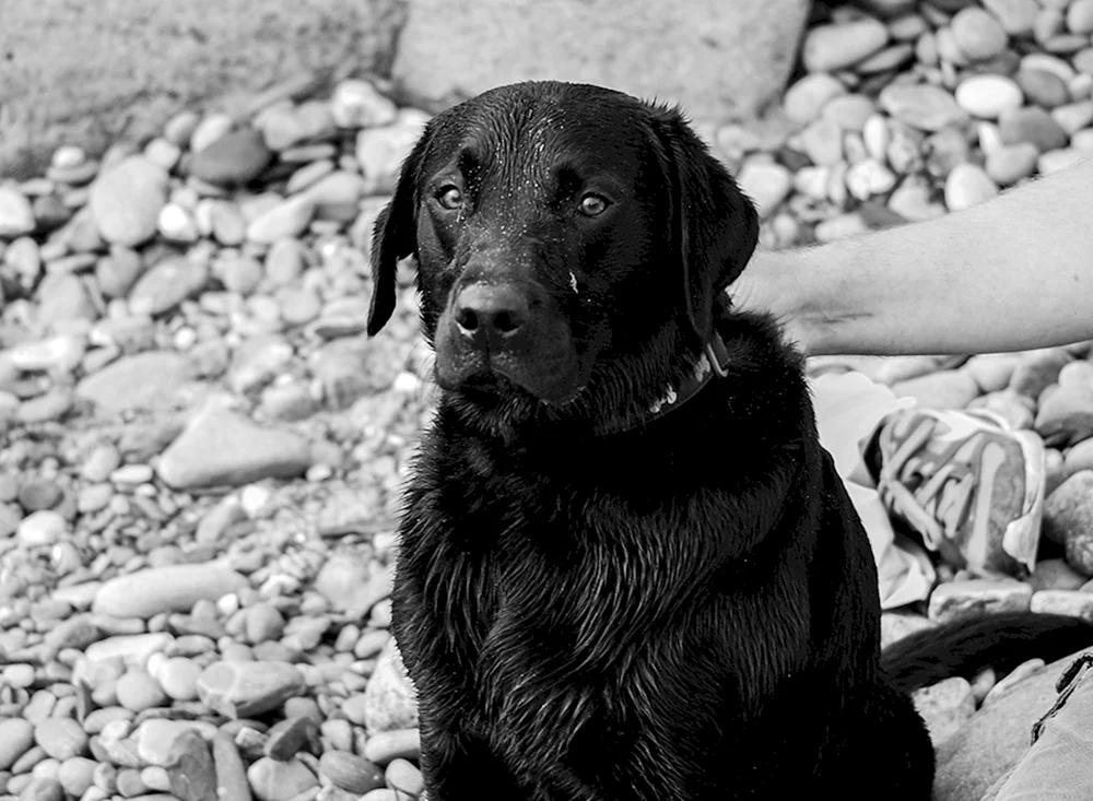 Labrador schwarz mit weißer Brust