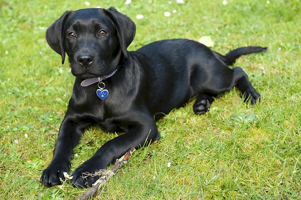 Labrador und Retriever Mestizo
