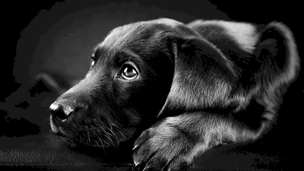 David Yarrow Deutscher Schäferhund
