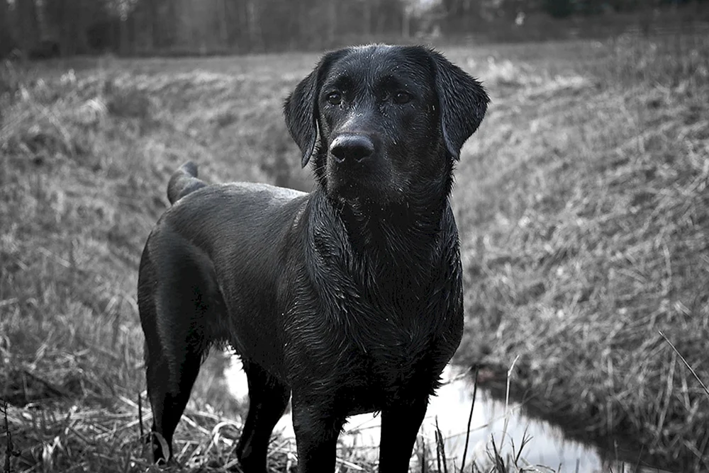 Labrador schwarz mit weißer Brust