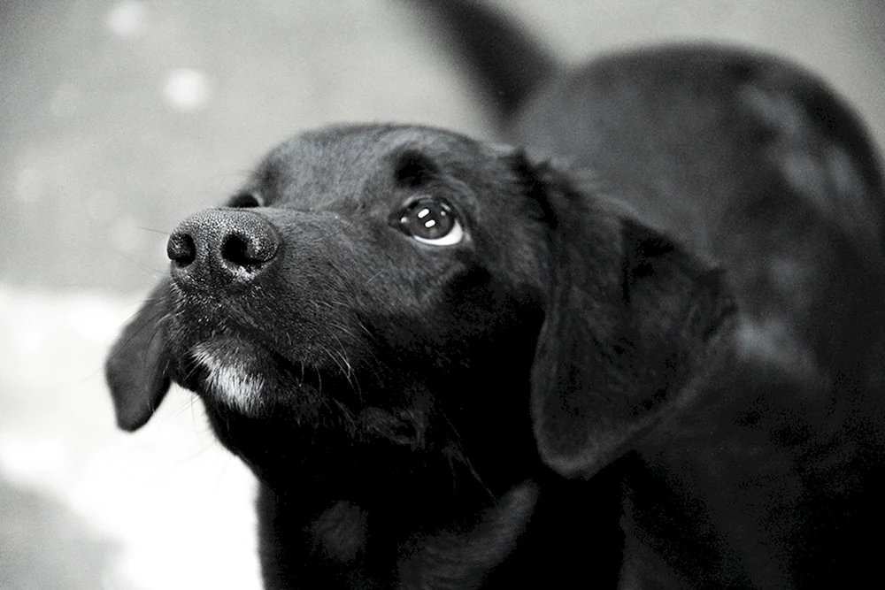 Labrador schwarz
