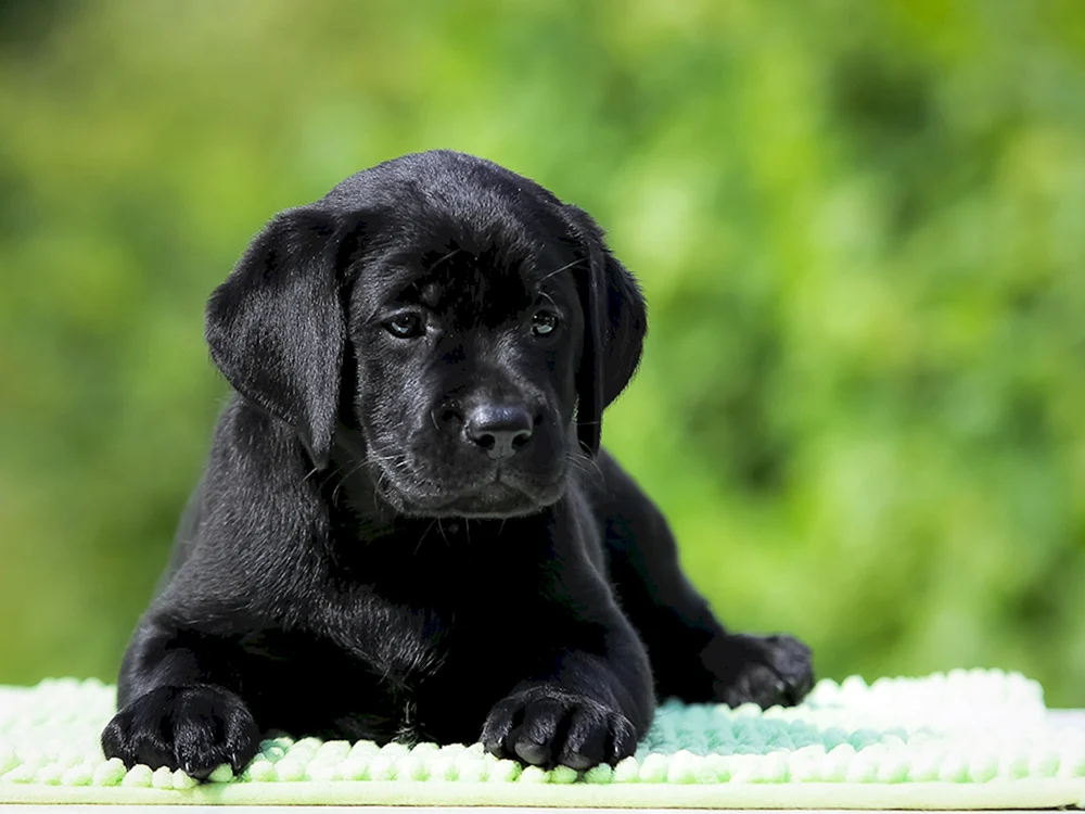 Labrador schwarz