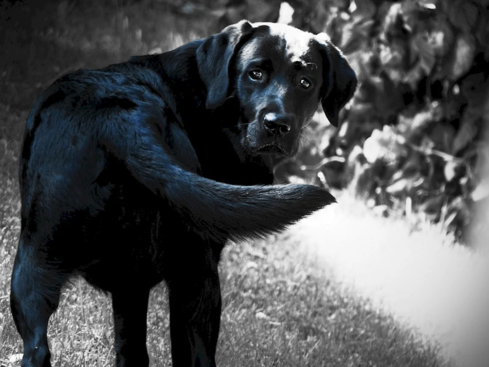 Labrador schwarz