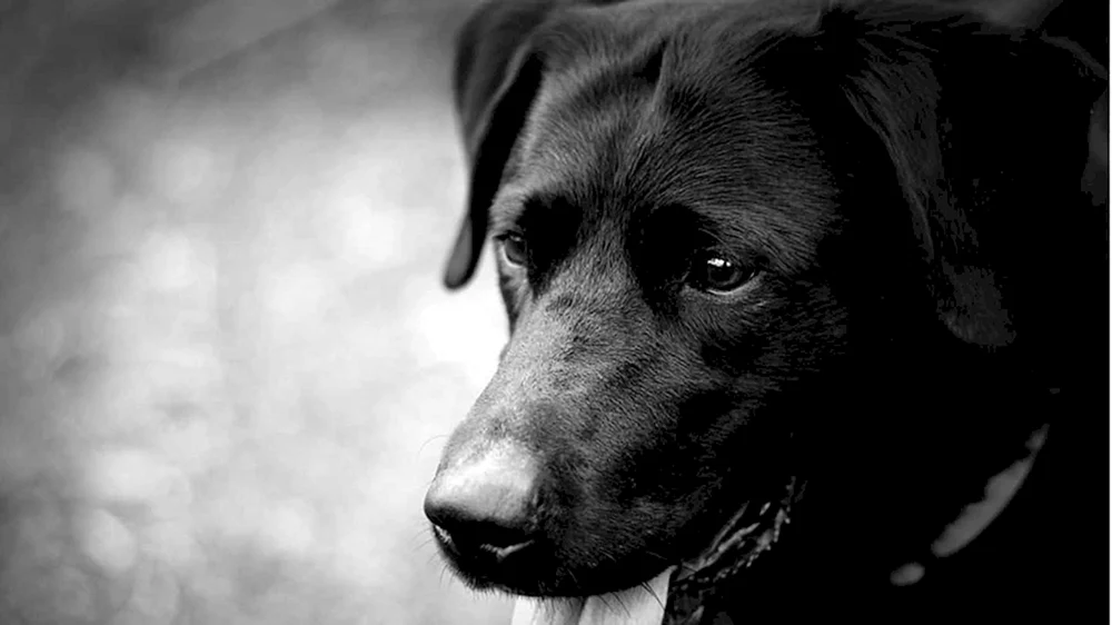 Labrador retriever