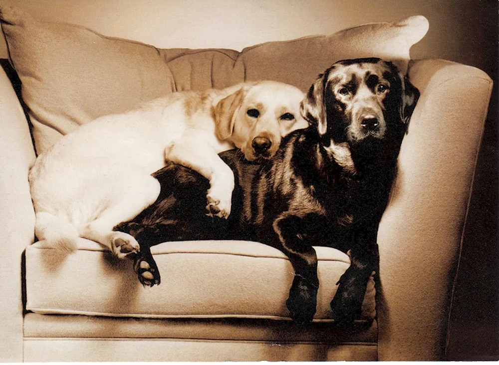 Labrador schwarz und weiß
