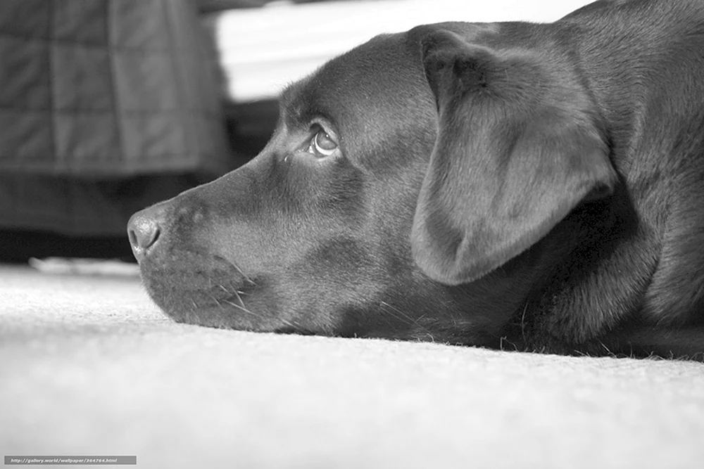 Labrador schwarz mit weißer Brust
