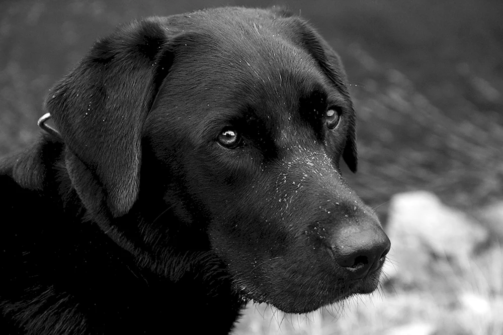 Labrador retriever