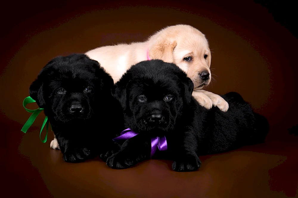 Labrador Retriever