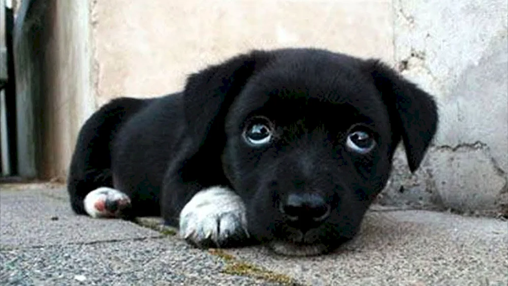 Labrador schwarz Welpe