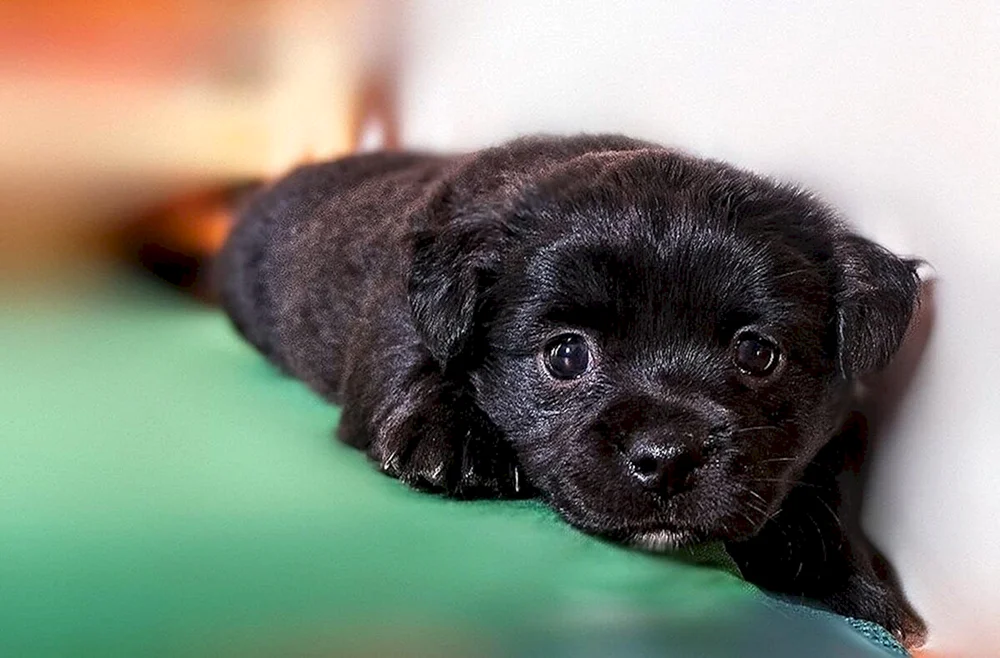 Labrador schwarz Welpe