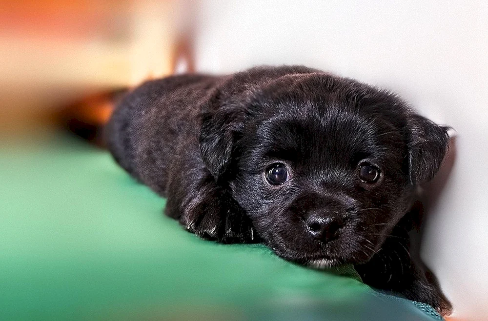 Labrador Retriever schwarz