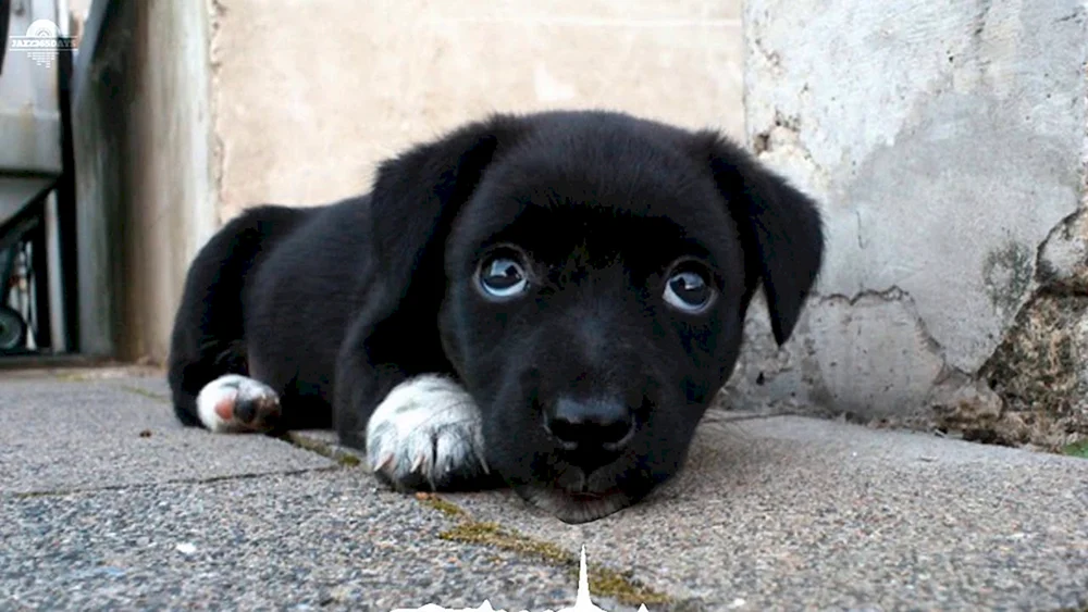Labrador schwarz
