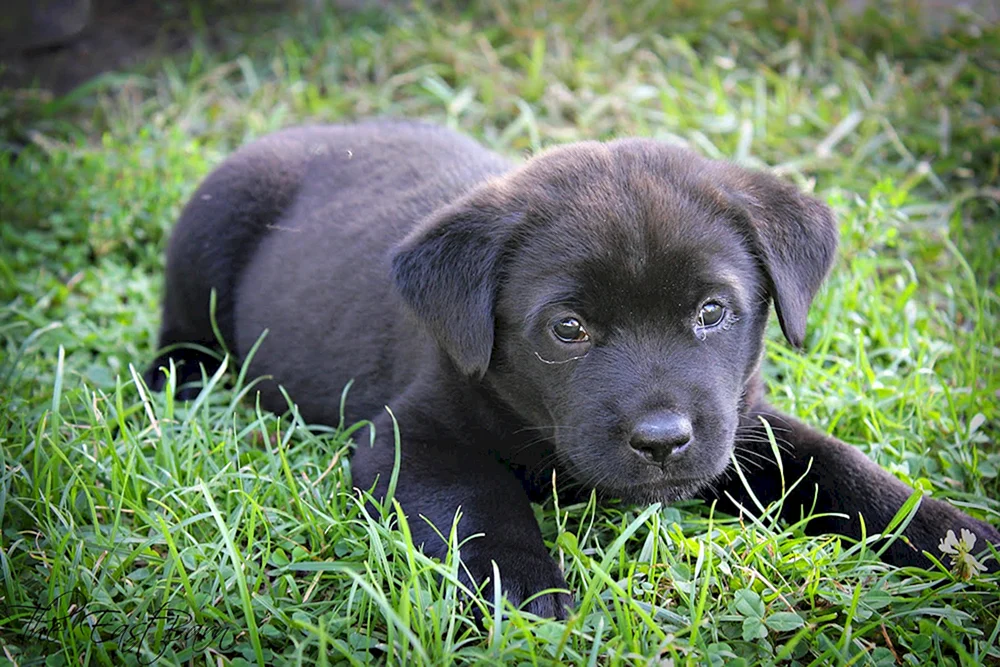 Labrador schwarz