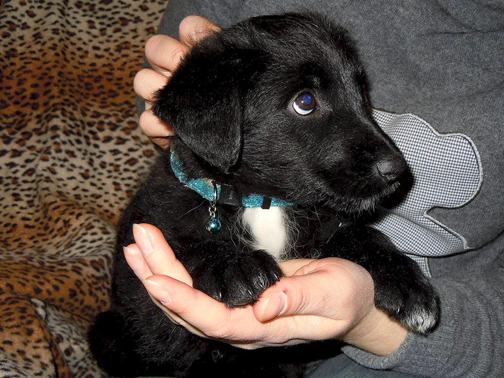 Labrador schwarz Welpen