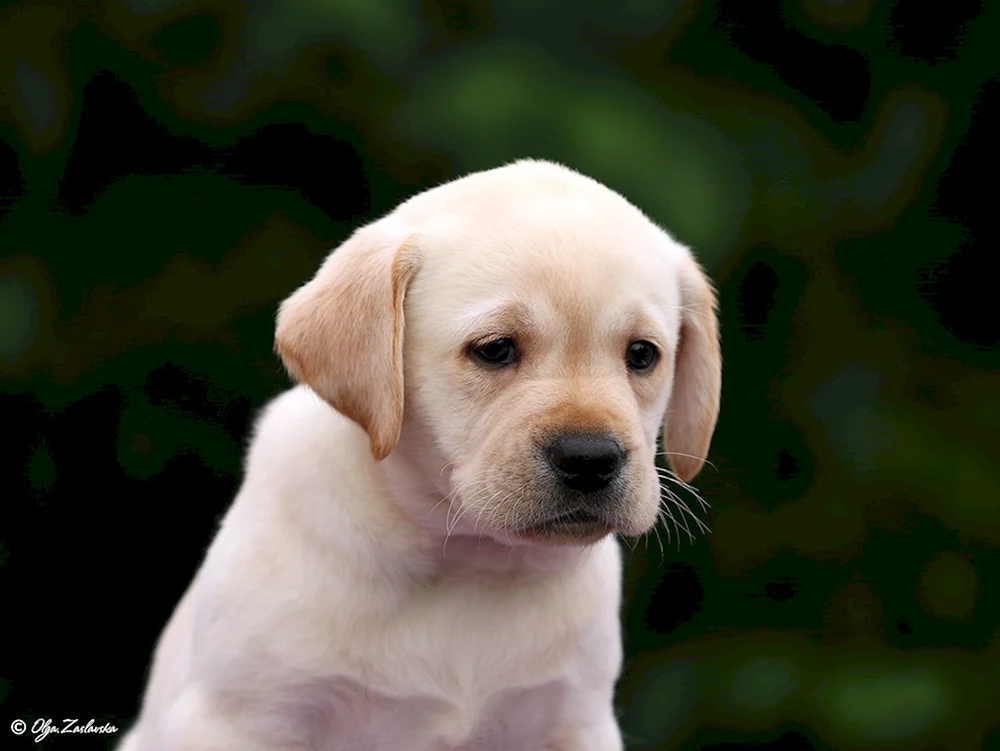 Labrador glatthaarig