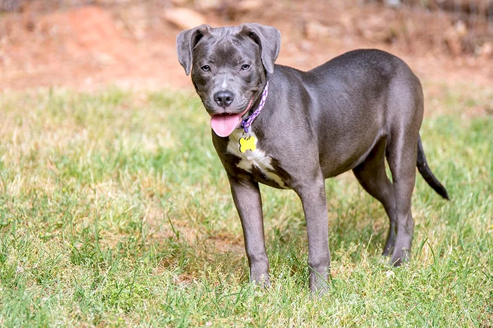 Labrador und Labrador. Pitbull-Mix