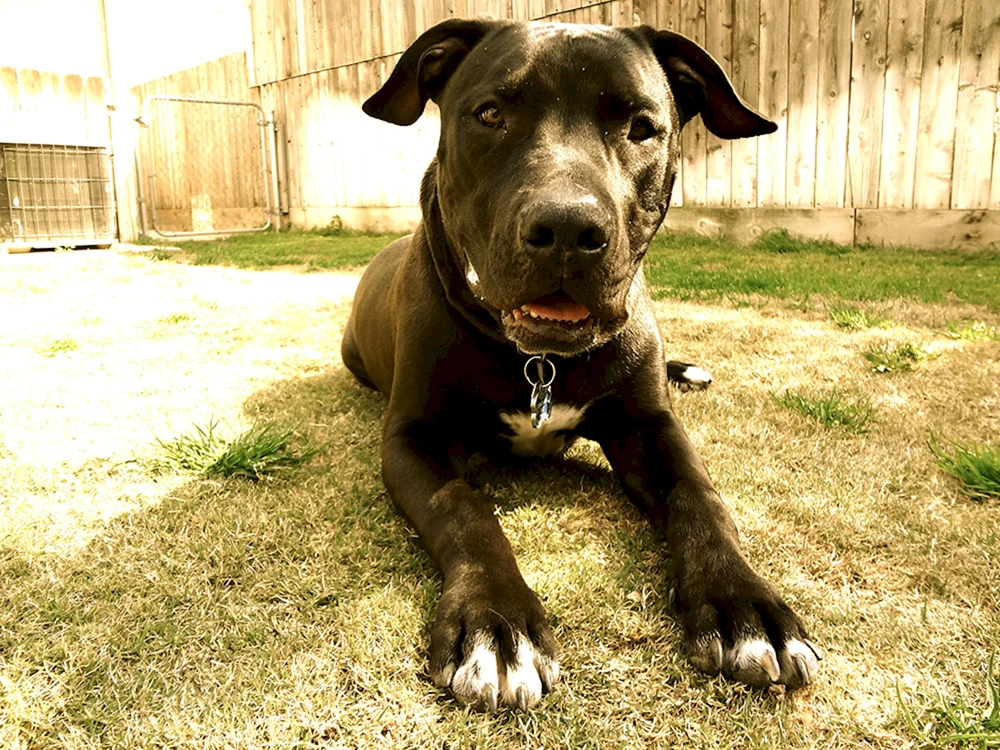 Labrador und Pitbull-Mix Blauer Pitbull-Mix