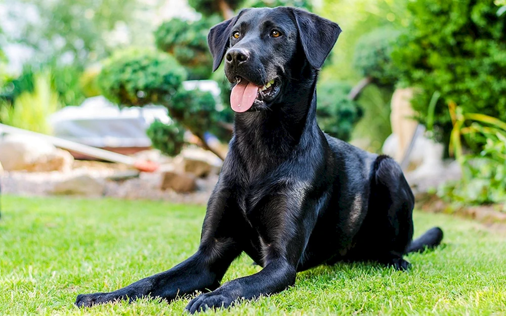 Labrador Kurzhaar