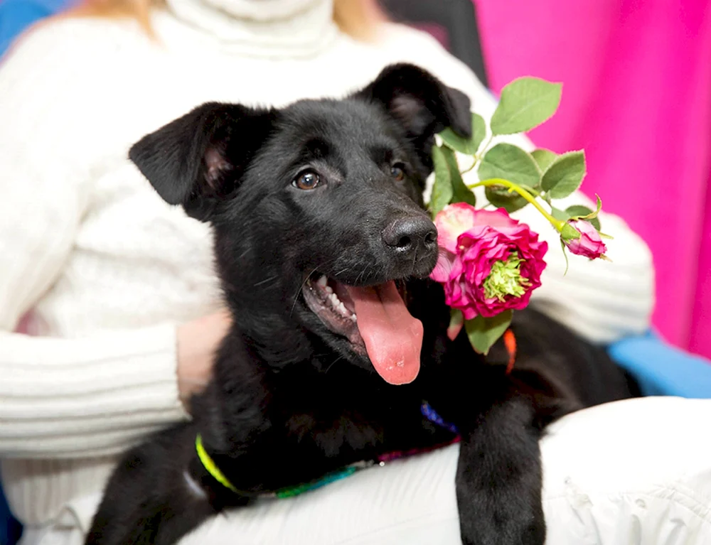Labrador und Schäferhund-Mix