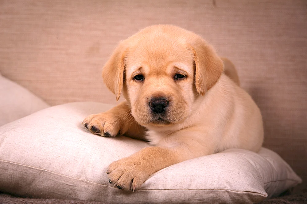 Labrador Retriever und Labrador Unterschied