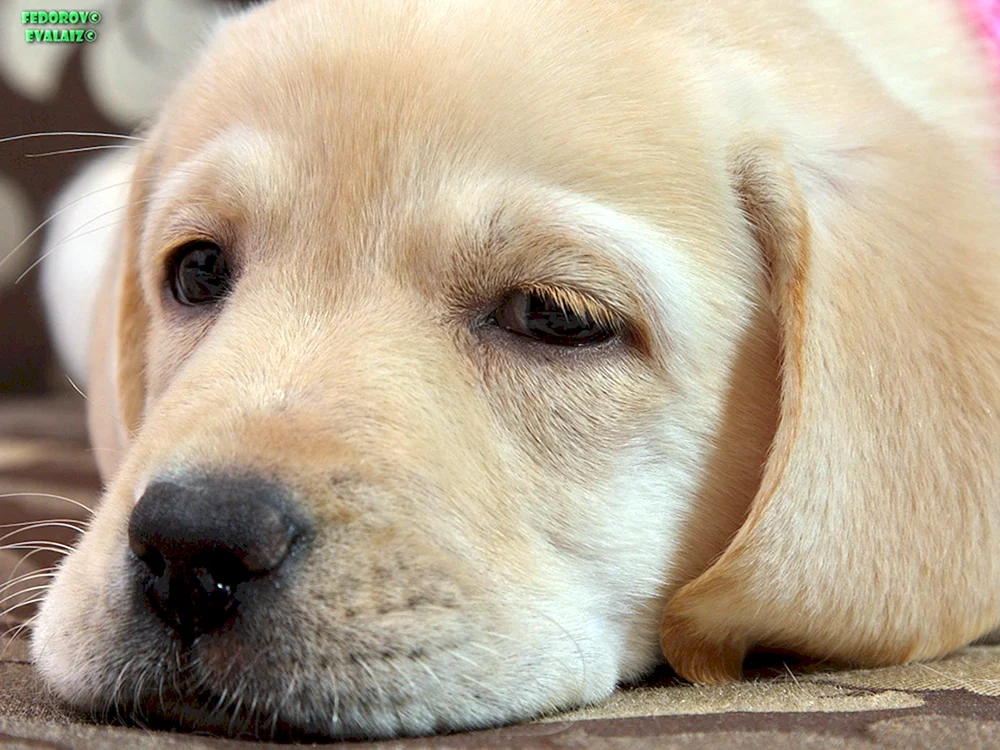Labrador Retriever