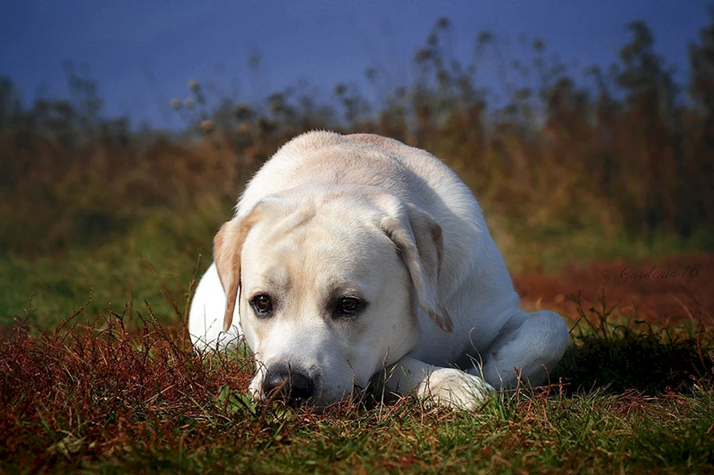 Labrador Peggy
