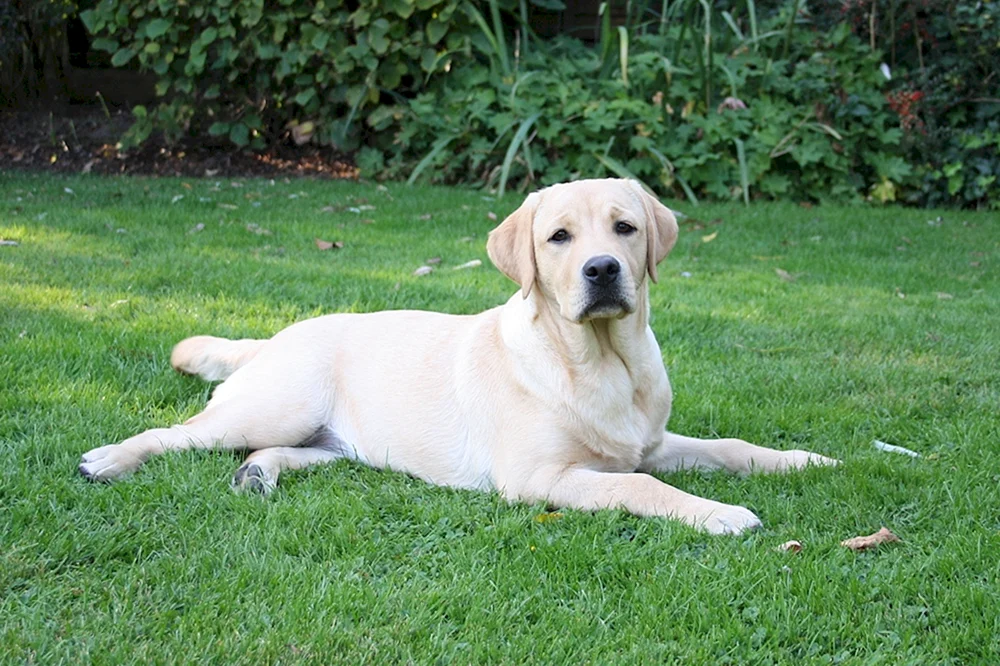 Labrador Hunderasse